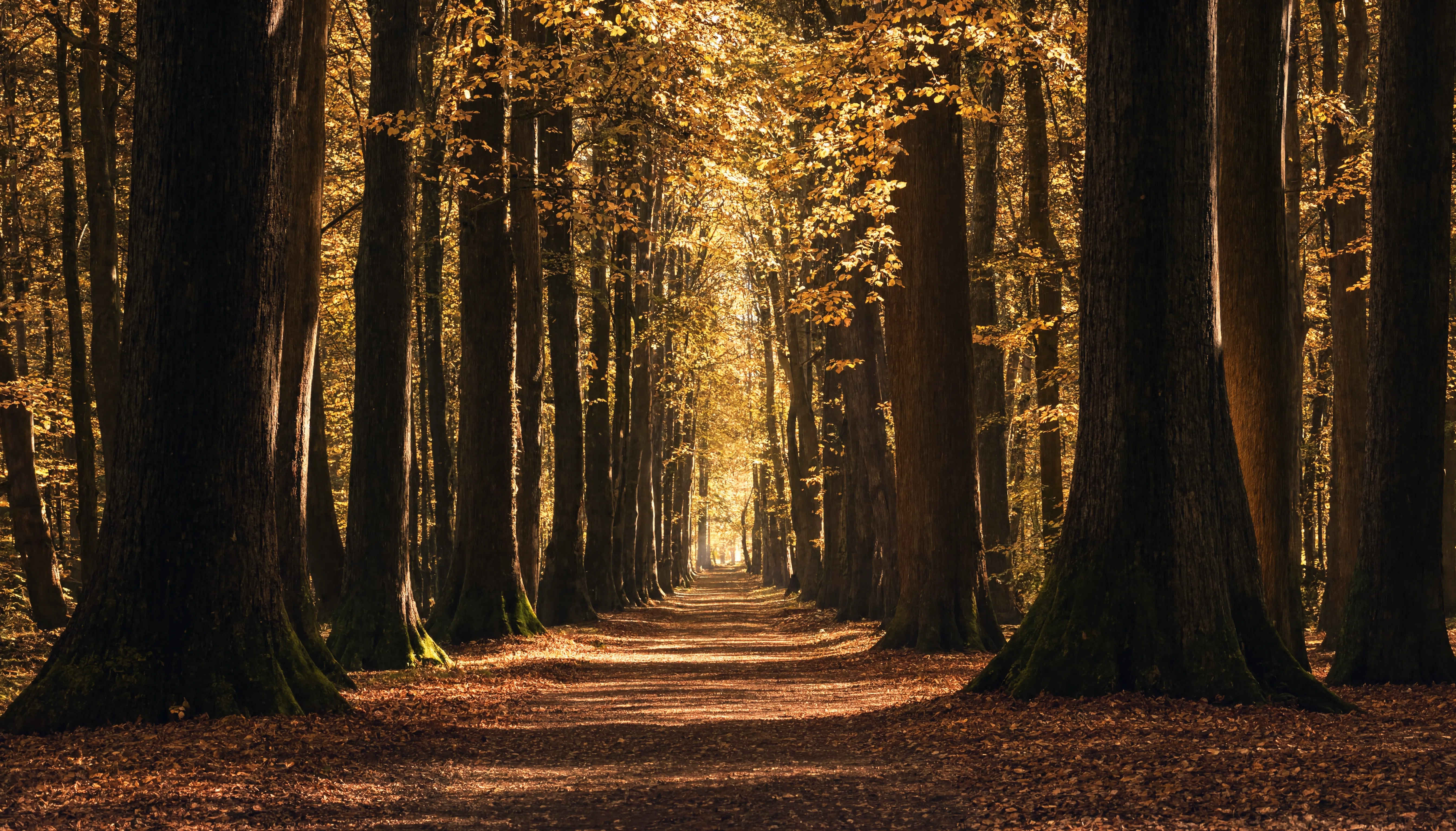 Waldstraße im Herbst — goldenes Licht durch alten Buchenwald in Deutschland